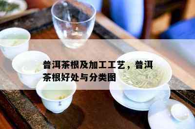 普洱茶根及加工工艺，普洱茶根好处与分类图