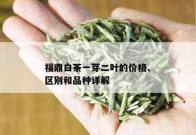 福鼎白茶一芽二叶的价格、区别和品种详解