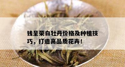 钱呈荣白牡丹价格及种植技巧，打造高品质花卉！