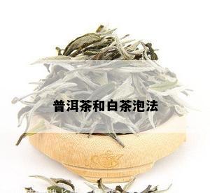 普洱茶和白茶泡法