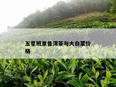 五星班章普洱茶与大白菜价格