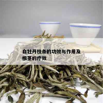 白牡丹枝条的功效与作用及根茎的疗效