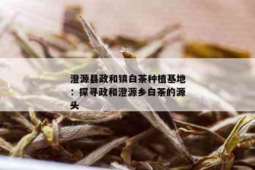 澄源县政和镇白茶种植基地：探寻政和澄源乡白茶的源头