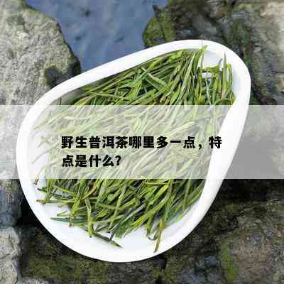 野生普洱茶哪里多一点，特点是什么？