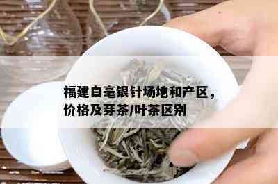 福建白毫银针场地和产区，价格及芽茶/叶茶区别