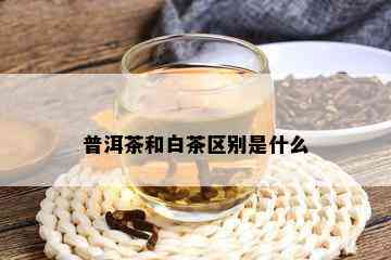 普洱茶和白茶区别是什么