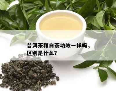 普洱茶和白茶功效一样吗，区别是什么？