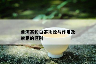 普洱茶和白茶功效与作用及禁忌的区别