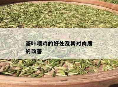 茶叶喂鸡的好处及其对肉质的改善