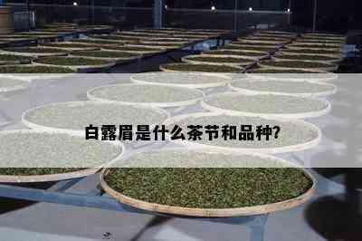 白露眉是什么茶节和品种？