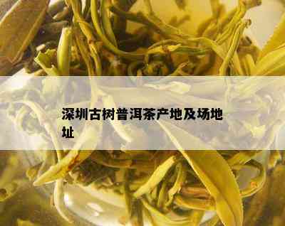 深圳古树普洱茶产地及场地址