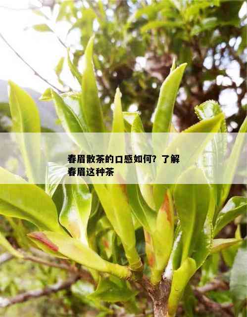 春眉散茶的口感如何？了解春眉这种茶