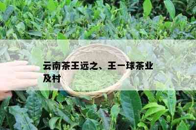 云南茶王远之、王一球茶业及村