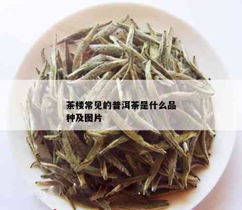 茶楼常见的普洱茶是什么品种及图片