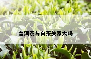 普洱茶与白茶关系大吗