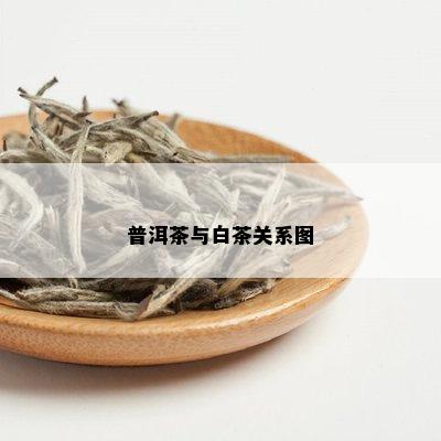 普洱茶与白茶关系图