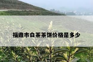 福鼎市白茶茶饼价格是多少