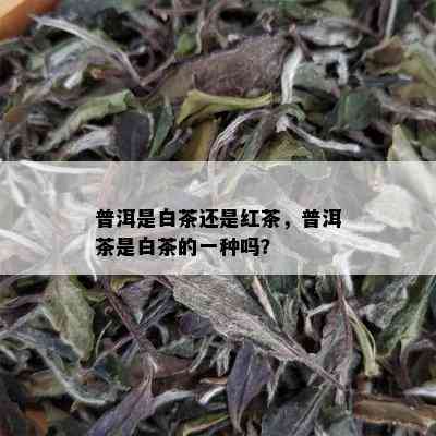 普洱是白茶还是红茶，普洱茶是白茶的一种吗？