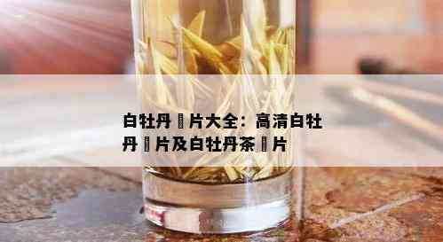 白牡丹圖片大全：高清白牡丹圖片及白牡丹茶圖片