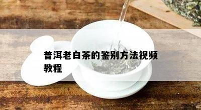 普洱老白茶的鉴别方法视频教程