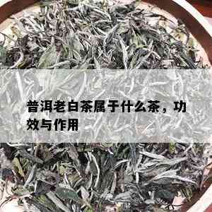 普洱老白茶属于什么茶，功效与作用