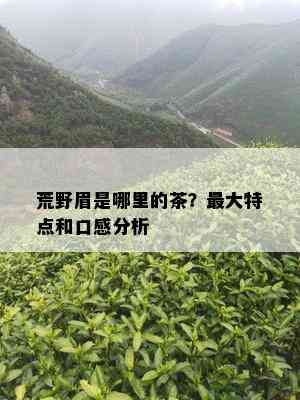 荒野眉是哪里的茶？更大特点和口感分析