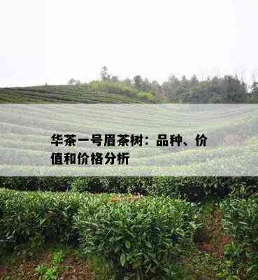 华茶一号眉茶树：品种、价值和价格分析