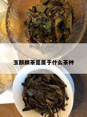 玉麒麟茶是属于什么茶种