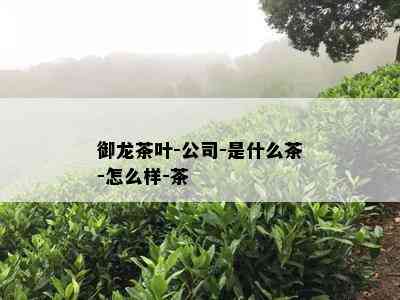 御龙茶叶-公司-是什么茶-怎么样-茶