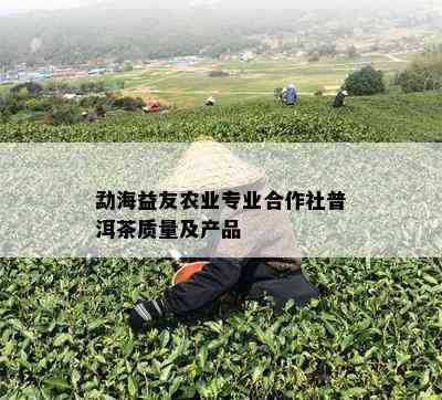 勐海益友农业专业合作社普洱茶质量及产品