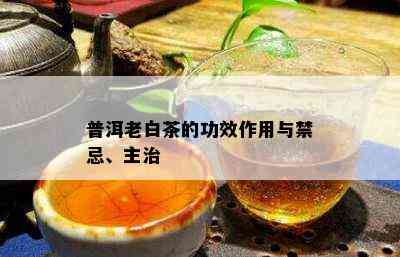 普洱老白茶的功效作用与禁忌、主治