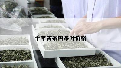 千年古茶树茶叶价格