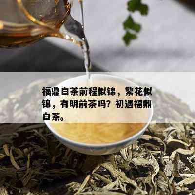 福鼎白茶前程似锦，繁花似锦，有明前茶吗？初遇福鼎白茶。