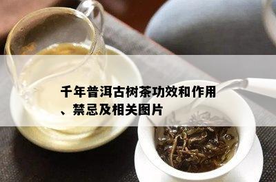 千年普洱古树茶功效和作用、禁忌及相关图片