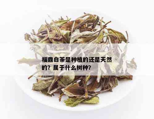 福鼎白茶是种植的还是天然的？属于什么树种？