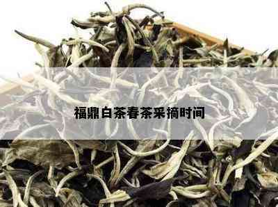 福鼎白茶春茶采摘时间