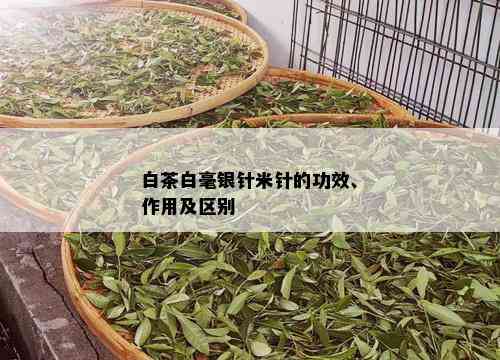 白茶白毫银针米针的功效、作用及区别