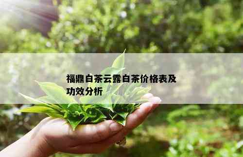 福鼎白茶云露白茶价格表及功效分析