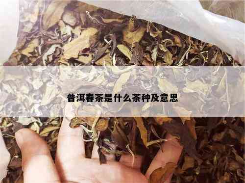 普洱春茶是什么茶种及意思