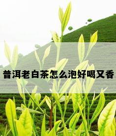 普洱老白茶怎么泡好喝又香