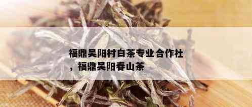 福鼎吴阳村白茶专业合作社，福鼎吴阳春山茶