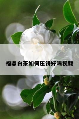 福鼎白茶如何压饼好喝视频