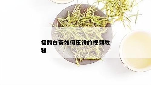 福鼎白茶如何压饼的视频教程