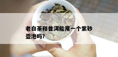 老白茶和普洱能用一个紫砂壶泡吗？