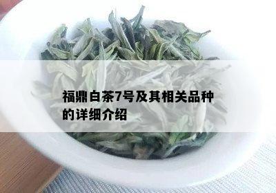 福鼎白茶7号及其相关品种的详细介绍