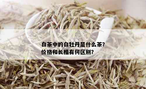 白茶中的白牡丹是什么茶？价格和长相有何区别？