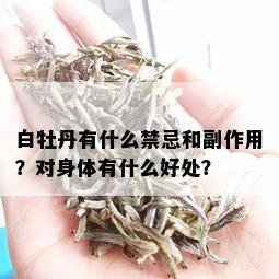 白牡丹有什么禁忌和副作用？对身体有什么好处？