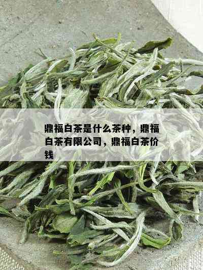 鼎福白茶是什么茶种，鼎福白茶有限公司，鼎福白茶价钱