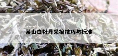 茶山白牡丹采摘技巧与标准