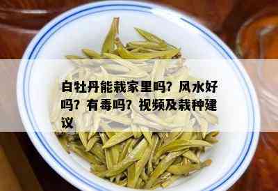 白牡丹能栽家里吗？风水好吗？有吗？视频及栽种建议